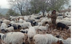 रुकुमबाट  भेडा चराउन दाङमा