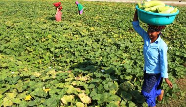 कञ्चनपुरको लौका खेती