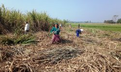 उखु काट्दै किसान