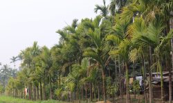 होक्सेमा सुपारी खेती