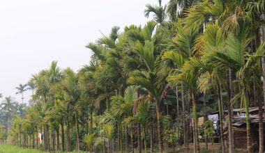 होक्सेमा सुपारी खेती