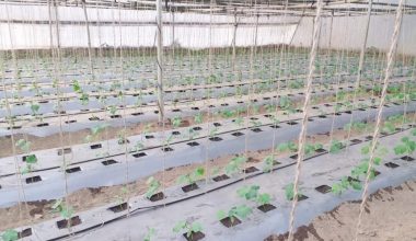 उन्नत जातको काँक्रा खेती