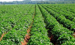 म्याग्दीको रघुगङ्गा गाउँपालिकामा सामूहिक आलुखेती विस्तार