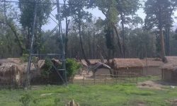 पु¥यौँली पेशाको छापा मेटाउने संर्घष गर्दै वादी तथा गन्धर्व महिला उत्रिइन् खेतमा