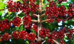 चौध जिल्लाका कफी कृषक गुल्मीको कफी अनुसन्धानमा