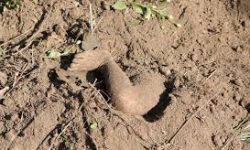 गाडेको शव प्रहरी नियन्त्रणमा