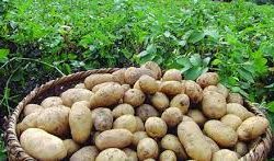 यस वर्ष आलु उत्पादनमा ३० प्रतिशतले गिरावट