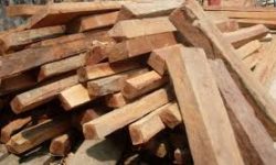 अवैध काठ ओसारपसारमा संलग्न २ पक्राउ