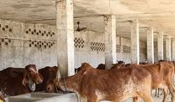 छाडा गाईले अन्नबाली खाएपछि रामपुरमा गौशाला निर्माण