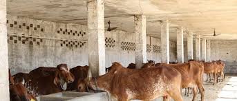 छाडा गाईले अन्नबाली खाएपछि रामपुरमा गौशाला निर्माण