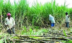 उखु किसानलाई थप अनुदान उपलब्ध गराउन कृषि तथा पशुपन्छी मन्त्रालयको माग