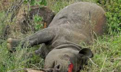 विषाक्त खानाले तीन गैँडा मरे