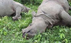 गैँडा मर्नेक्रम बढेपछि नयाँ घाँसे मैदान