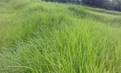 कैलालीका पशुपालक किसानलाई सित्तैमा घाँसको बीउ वितरण