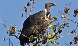 फेरी कोरल्न सकेन गिद्धले बच्चा