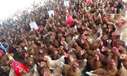 कुखुरा व्यवसाय राम्रो आम्दानीको स्रोत