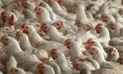 कुखुराको मासुको मूल्य बढ्याे