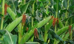 खडेरीको कारण मकैका विरुवा मर्न थाले