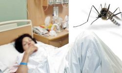 दैलेखमा भेटिए मलेरियाका बिरामी