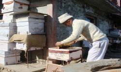 कृषकलाई मौरीसहितको घार