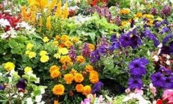  फरक क्षमताका व्यक्तिहरु फूलखेतीमा आकर्षित