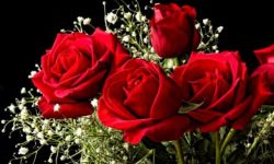 भारतबाट भित्रियो डेढ करोडको गुलाब