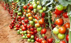 डढुवा रोगले गोलभेडा खेती सखाप, किसान चिन्तित