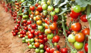 डढुवा रोगले गोलभेडा खेती सखाप, किसान चिन्तित