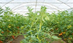 विदेश छोडेर स्वदेशमा तरकारी खेती गर्दा लाखौँ रुपैयाँ हातमा  !