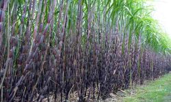 बैंकको ढिलासुस्तीले उखु  किसानले समयमै पाएनन् भुक्तानी