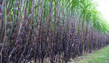 बैंकको ढिलासुस्तीले उखु  किसानले समयमै पाएनन् भुक्तानी