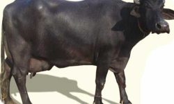 भैँसी चोरेको आरोपमा पक्राउ