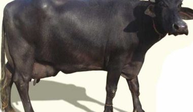 भैँसी चोरेको आरोपमा पक्राउ