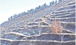 जलवायु परिवर्तनको प्रभावले मासियो स्याउ