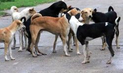 सार्वजनिक पशुपक्षी र चराचुरुङ्गीलाई आहाराको व्यवस्था गर्दै कामपा