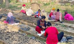 बिरुवा उत्पादन गर्न प्लास्टिकको थैलामा माटो भर्दै  महिला