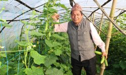 वडाध्यक्ष काँक्रा खेतीमा