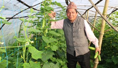 वडाध्यक्ष काँक्रा खेतीमा