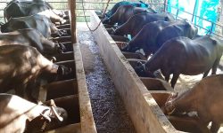 व्यवसायिक रुपमा पालिएका उन्नत जातका भैँसी