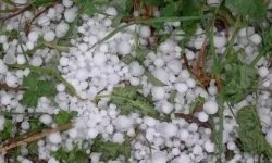 असिनापानीले गहुँ र तरकारी बाली नष्ट