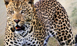 डोटीमा चितुवाले गर्दा जनजीवन प्रभावित