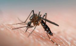 नेपालमा डेङ्गीको लक्षण देखा पर्याे, ३६ जनामा सङ्क्रमण