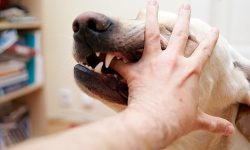 शंकास्पद कुकुरले टोकेमा के गर्ने ?