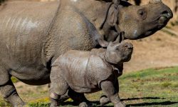 कोरोना प्रभाव : गैँडा गणना स्थगित