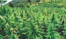 अमेरिकी मोडलमा गाँजा खेती गर्न दिने तयारीमा सरकार