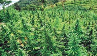 अमेरिकी मोडलमा गाँजा खेती गर्न दिने तयारीमा सरकार