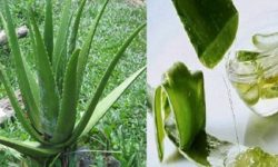 घरमा यी बिरुवा हुँदा सकारात्मक ऊर्जा प्राप्त हुन्छ