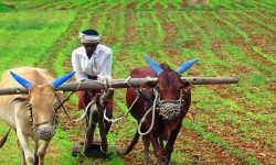 हिउँदमा महिनैपिच्छे वर्षा, किसान हर्षित