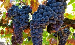 कालो अंगुर स्वास्थ्यका लागि यति उपयोगी