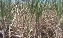 लकडाउनले उखु किसान मारमा